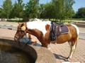  лошадь у фонтана